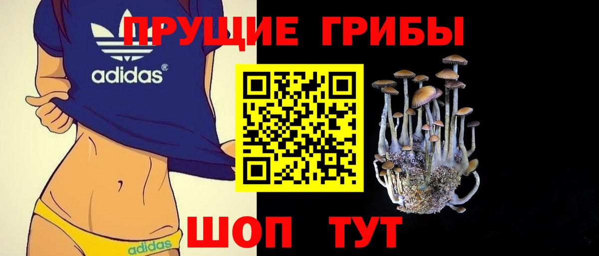 Псилоцибиновые грибы Psilocybe Гудермес